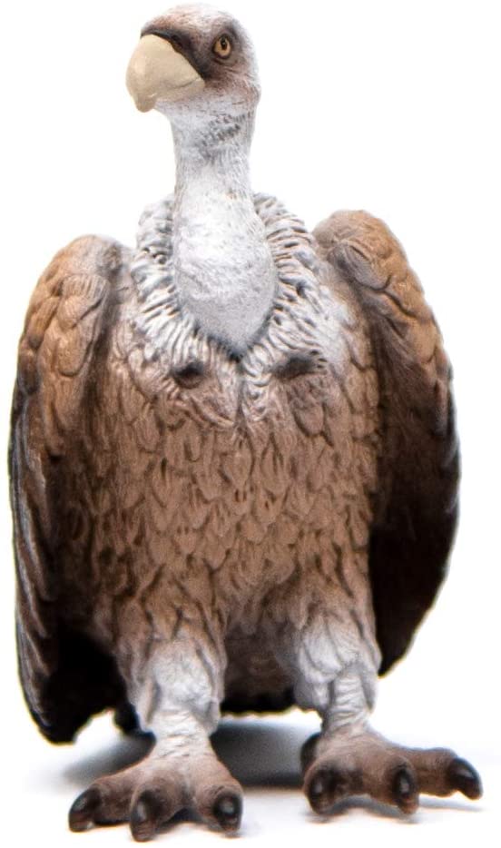 Avvoltoio Wild Life