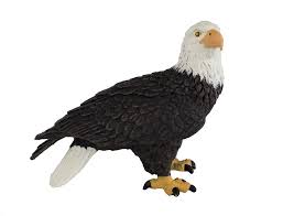 Aquila