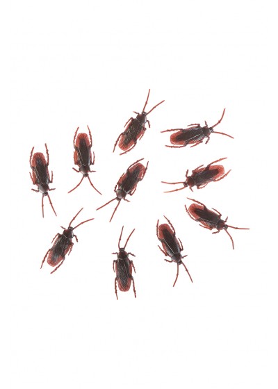 10 scarafaggi l. cm. 7 ca.
