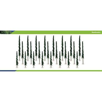 24 alberi di conifere 100-150mm