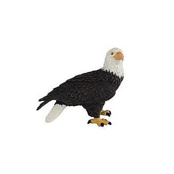 Aquila
