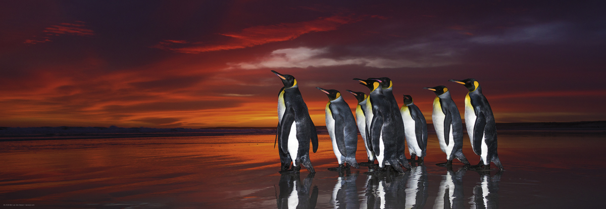 King Penguins