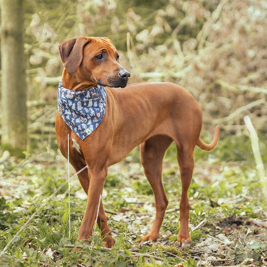 Bandana per cane