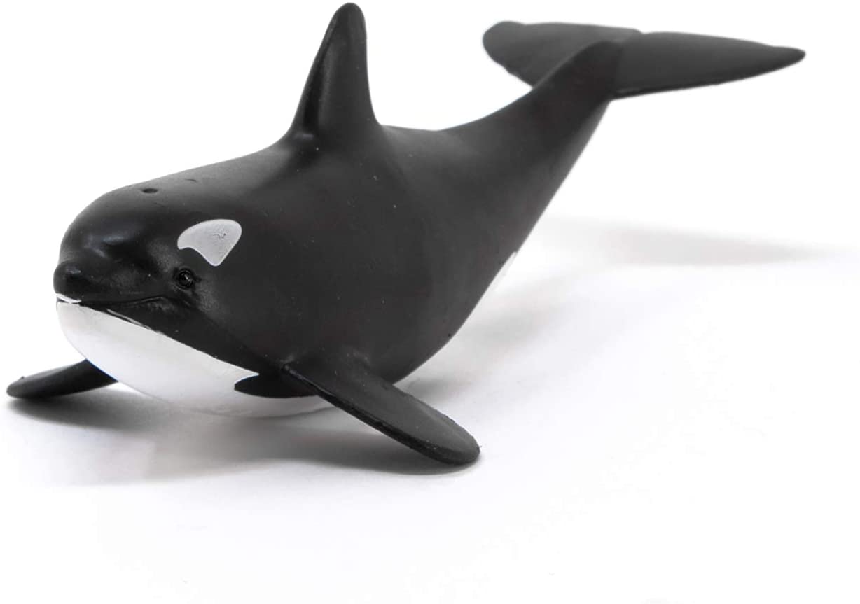 Cucciolo di orca Wild Life
