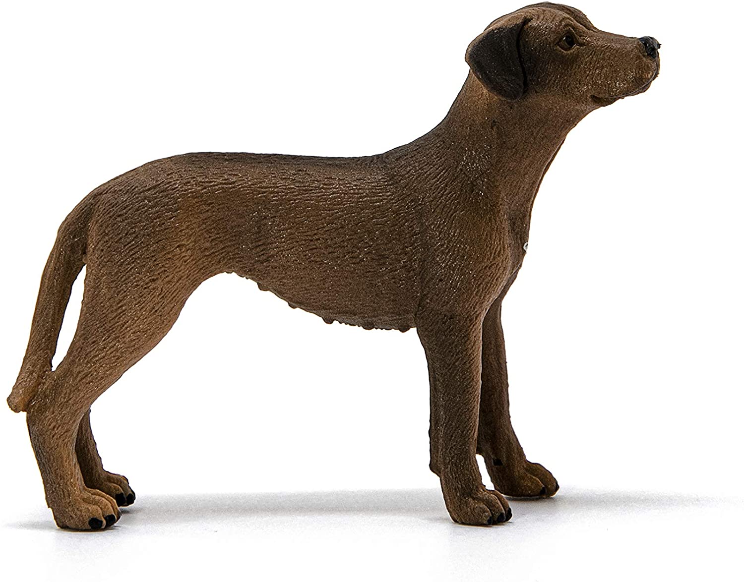 cane rhodesian ridgeback
