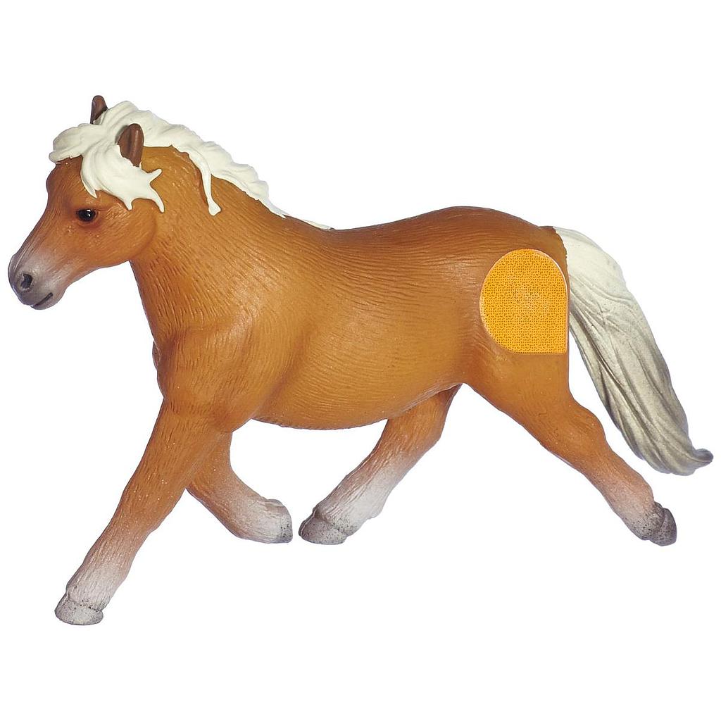 Giumenta falabella