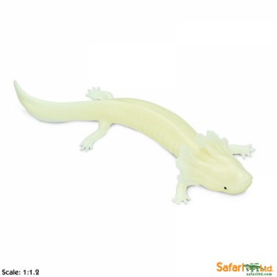 mudpuppy fosforescente