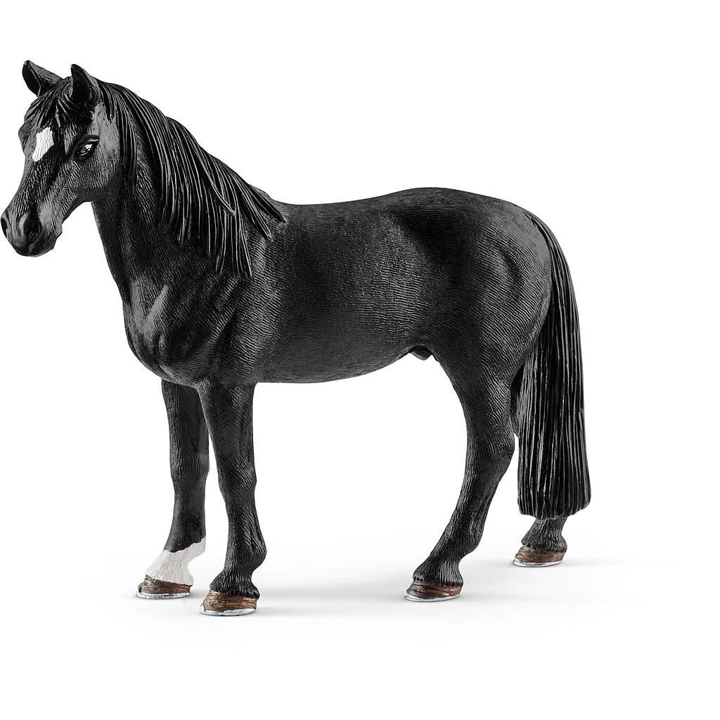 Castrone tennessee walker