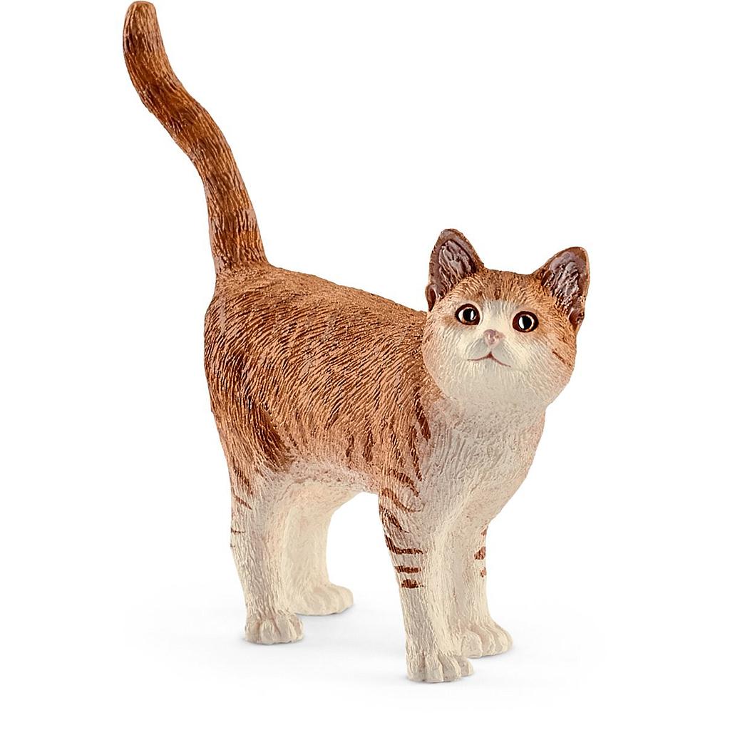 gatto