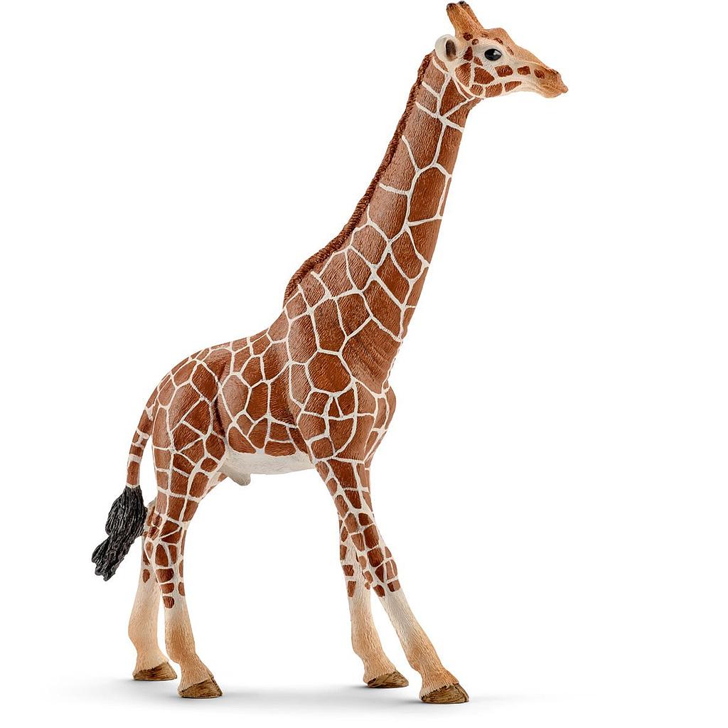 giraffa maschio
