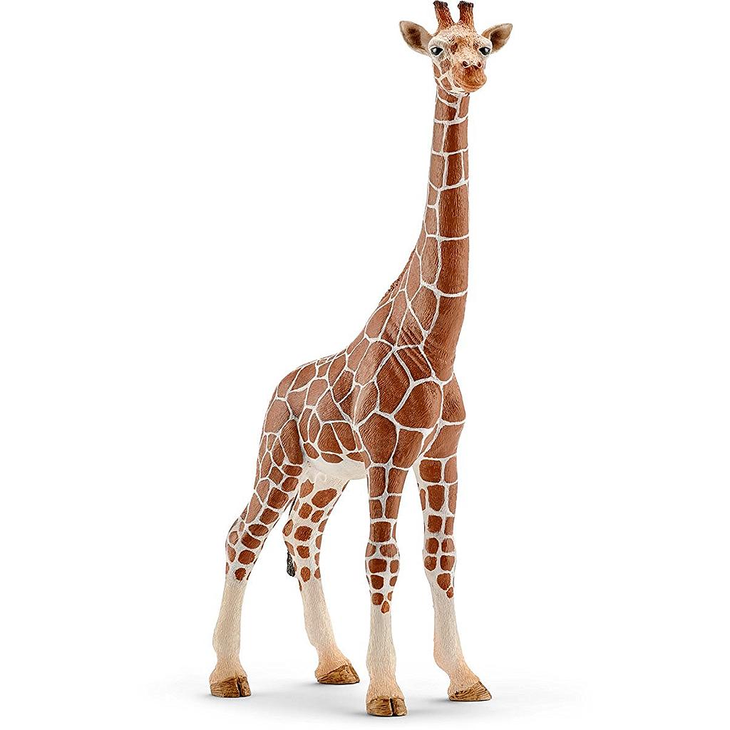 giraffa femmina