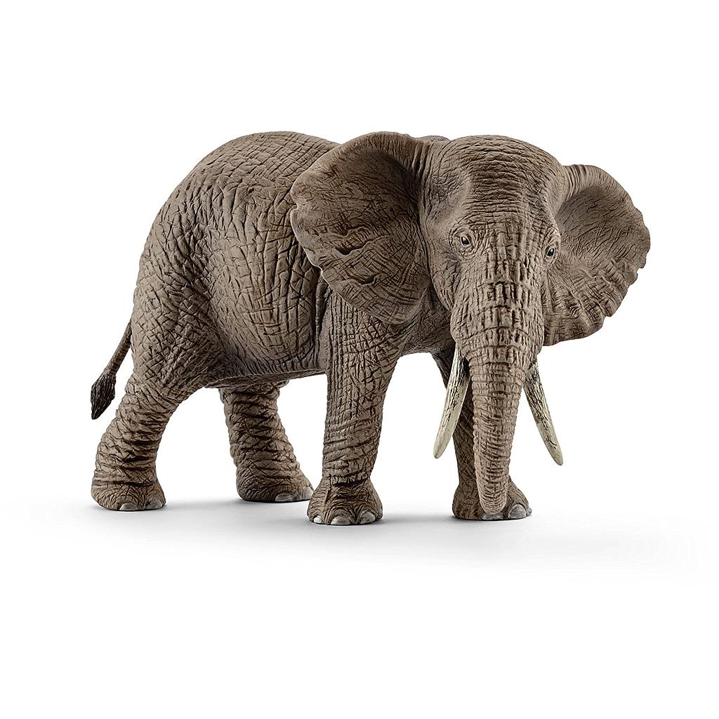 femmina di elefante africano