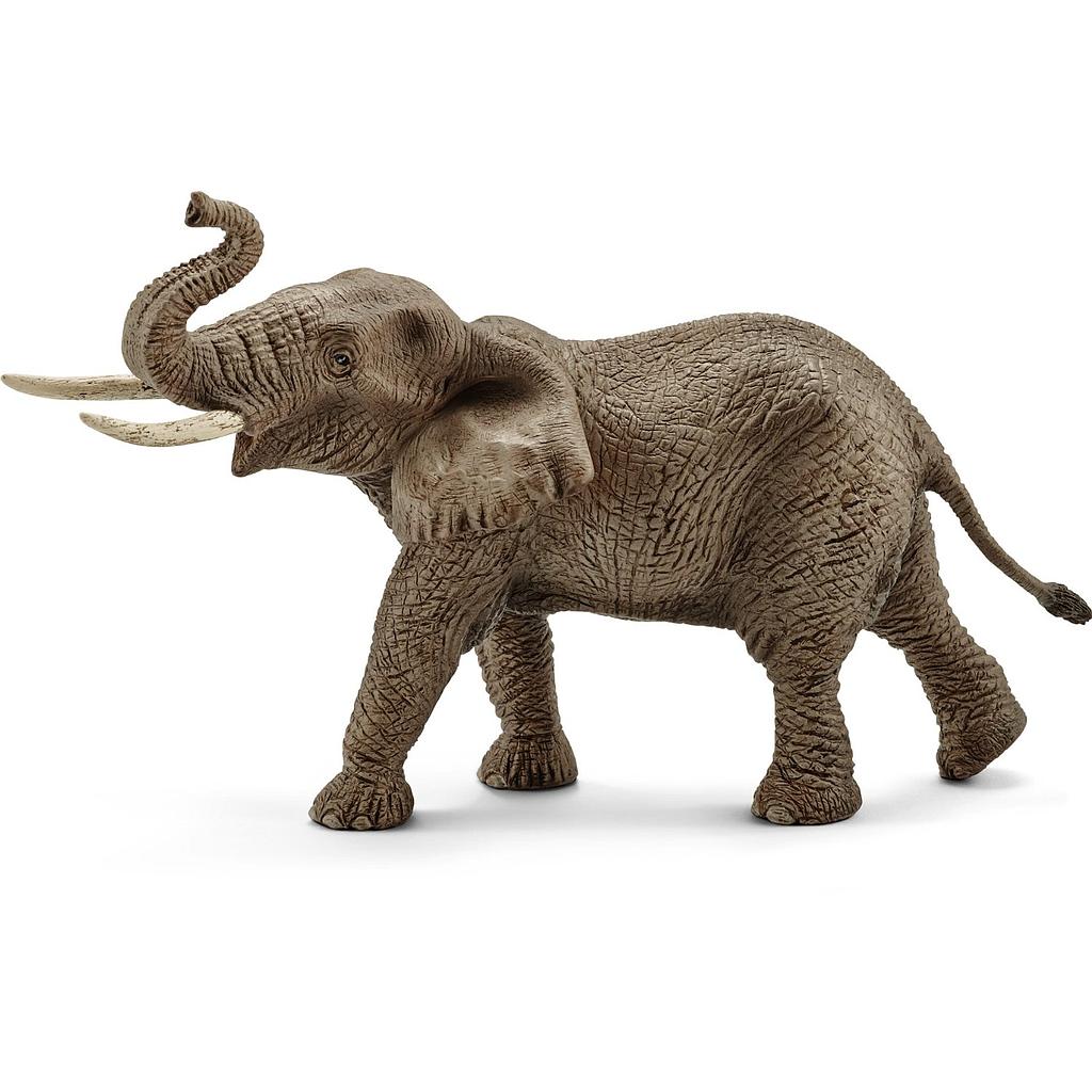 elefante africano maschio