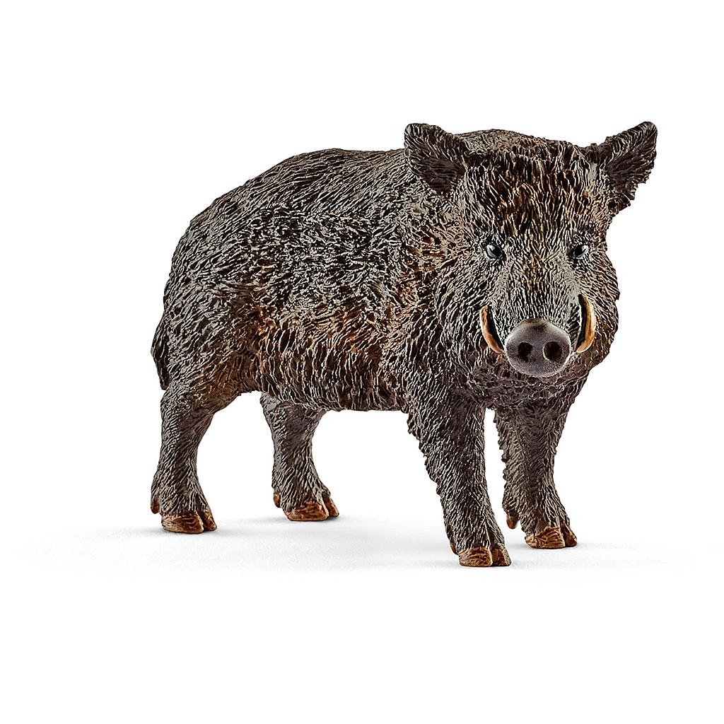 Cinghiale