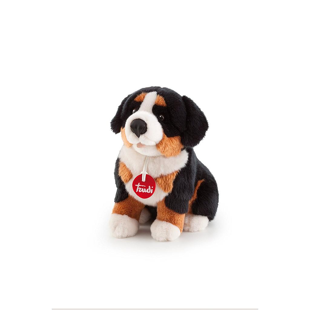 Bernese Bruce