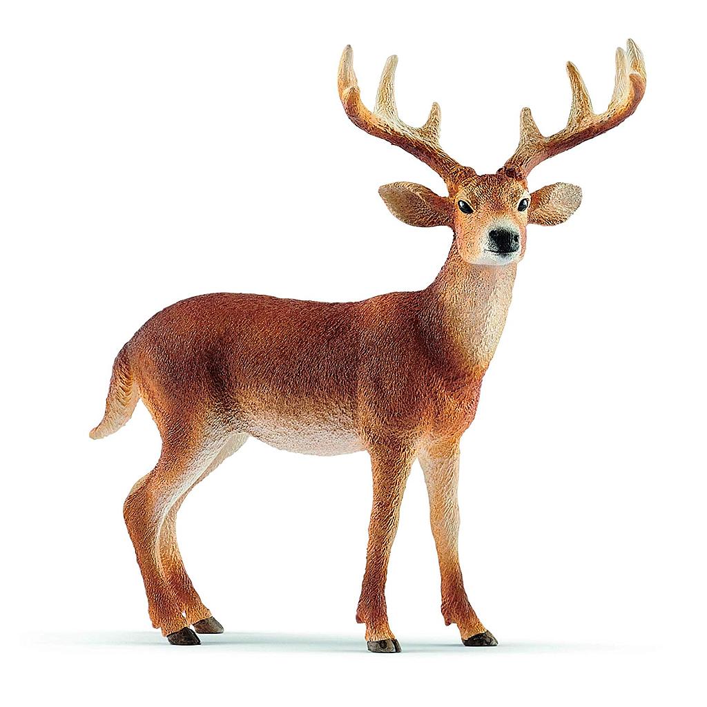 Cervo Virginiano