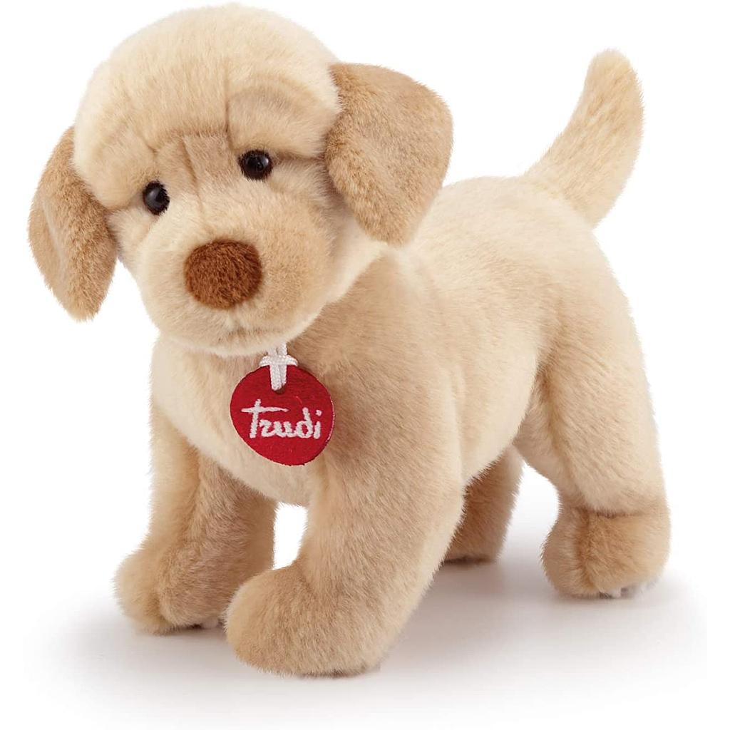 Labrador Liam S