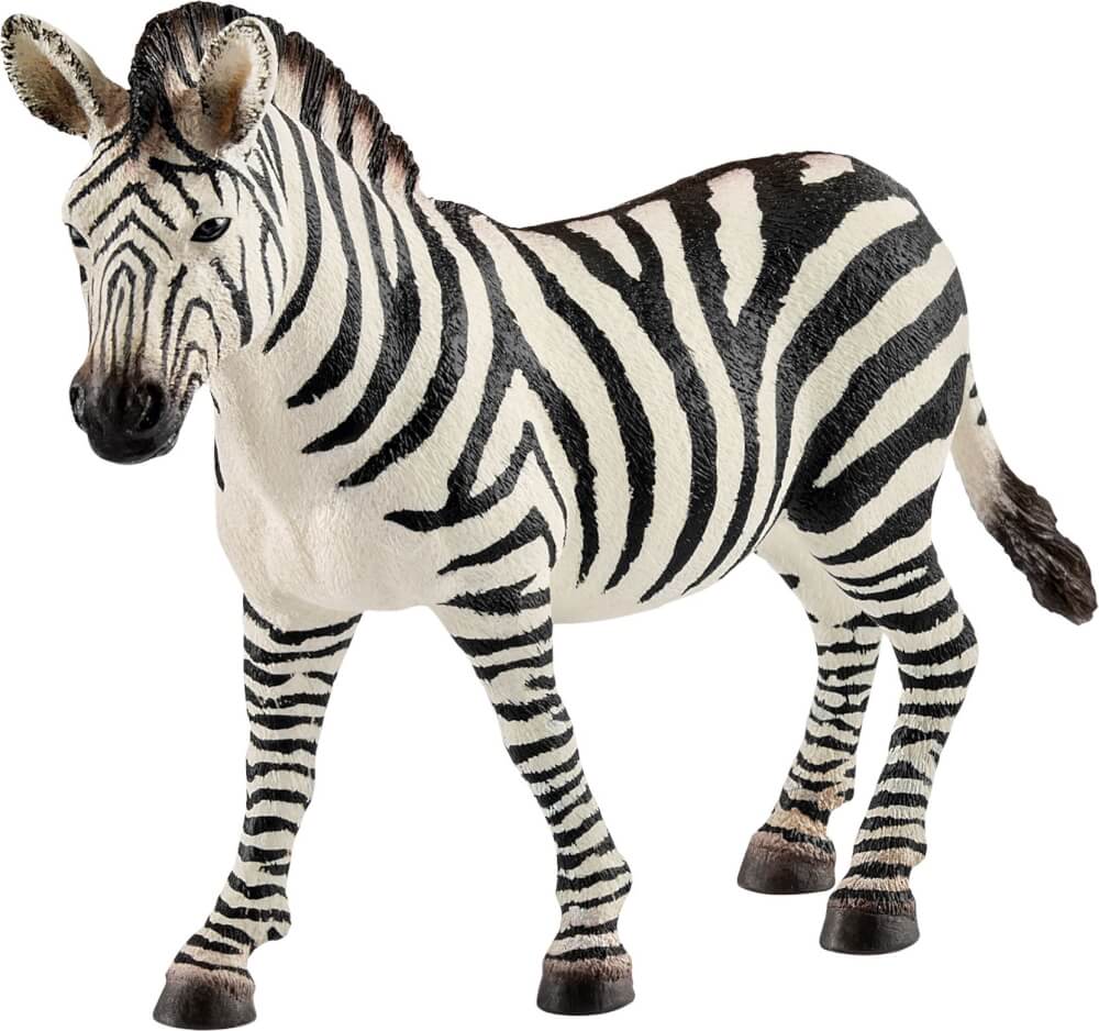 Zebra femmina