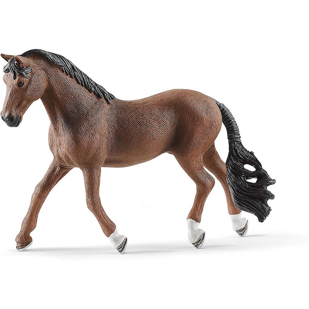 Cavallo Trakehner