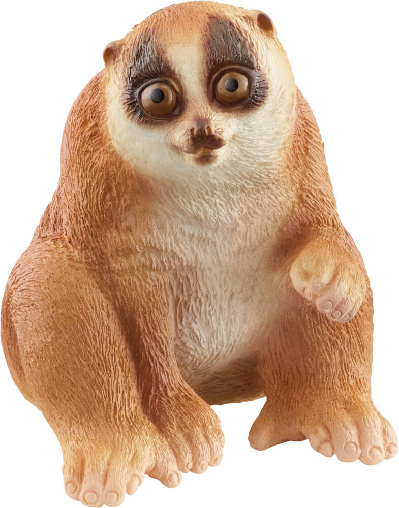 bradipo