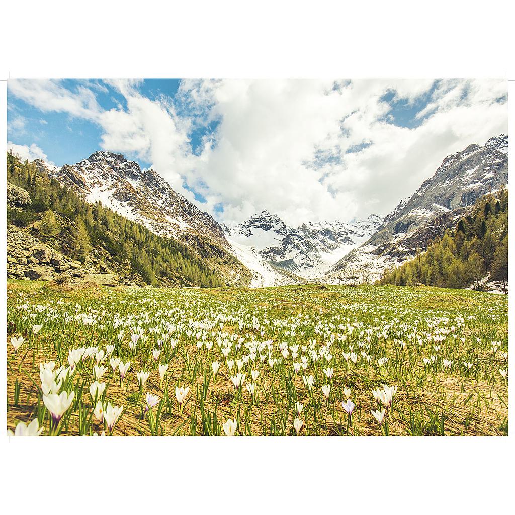 Primavera in Valmalenco 1000 pz