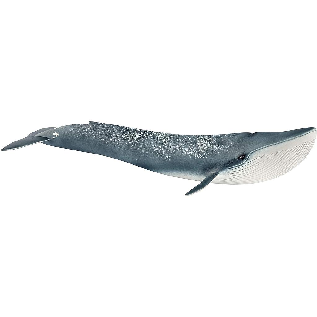 Balenottera azzurra
