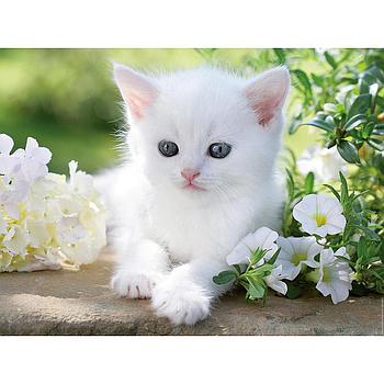 Gattino bianco 1500 pezzi