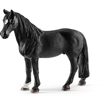 Castrone tennessee walker