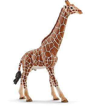 giraffa maschio