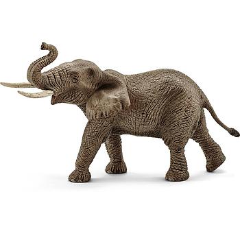 elefante africano maschio