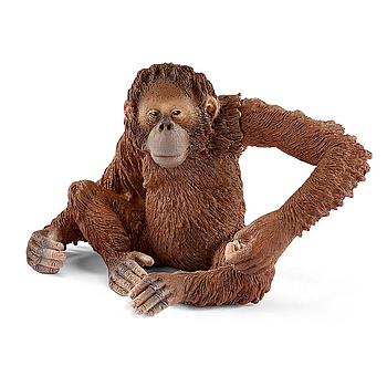 orangotango femmina