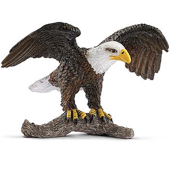 aquila di mare testabianca