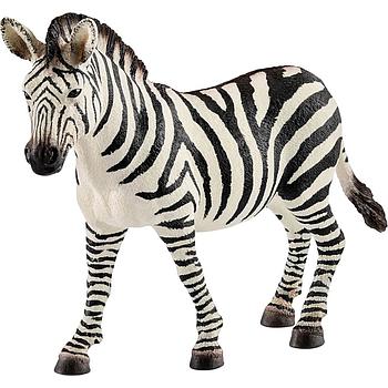 Zebra femmina