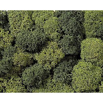 Muschio  Verde chiaro, Verde scuro