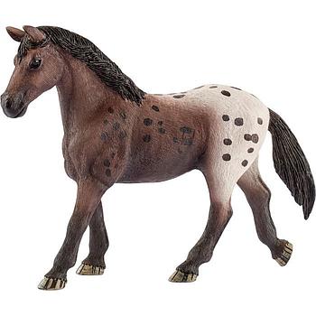 Cavallo Appaloosa