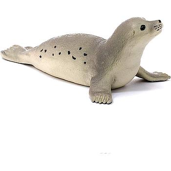 Foca