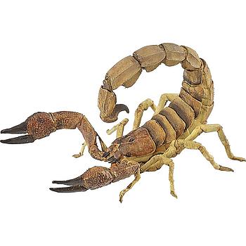 Scorpione